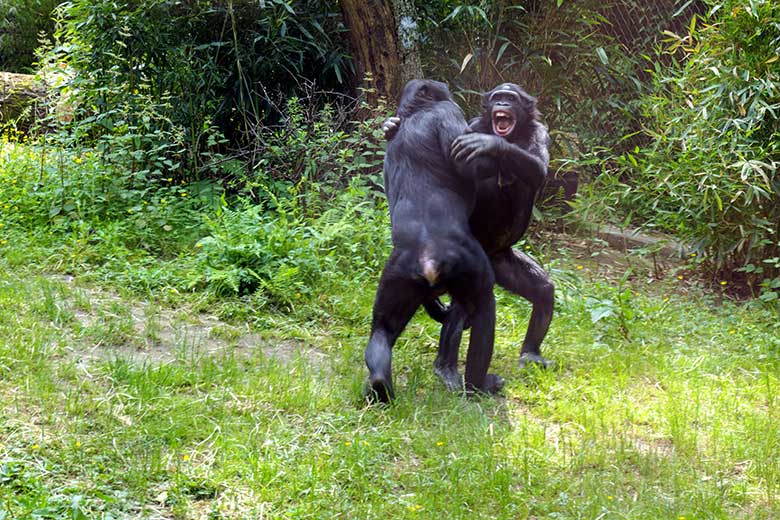 Bonobo-Männchen BILI mit Bonobo-Weibchen AKEENA am 12. Juni 2021 auf der Außenanlage am Menschenaffen-Haus im Grünen Zoo Wuppertal