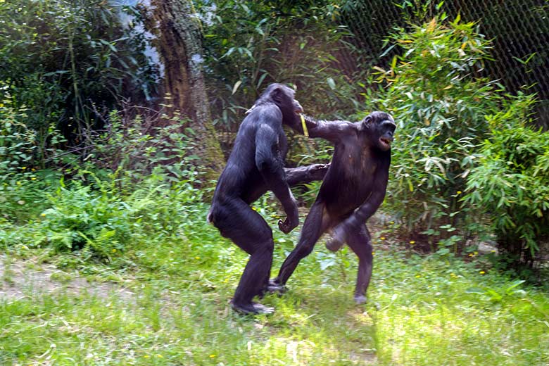 Bonobo-Männchen BILI mit Bonobo-Weibchen AKEENA am 12. Juni 2021 auf der Außenanlage am Menschenaffen-Haus im Grünen Zoo Wuppertal