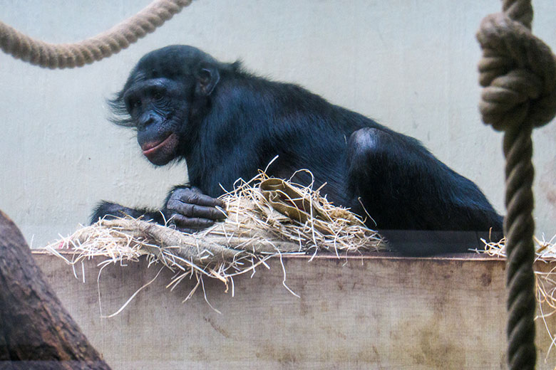 Bonobo am 6. Juli 2021 im Innengehege im Menschenaffen-Haus im Wuppertaler Zoo