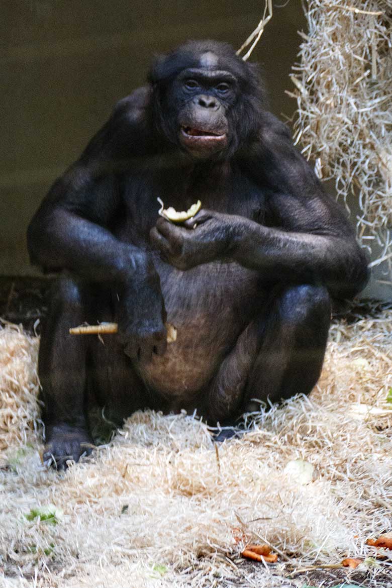 Der am 22. Dezember 1963 im Zoo Frankfurt geborene und 1988 nach Wuppertal gekommene männliche Bonobo MATO am 6. Mai 2022 im Menschenaffen-Haus im Grünen Zoo Wuppertal