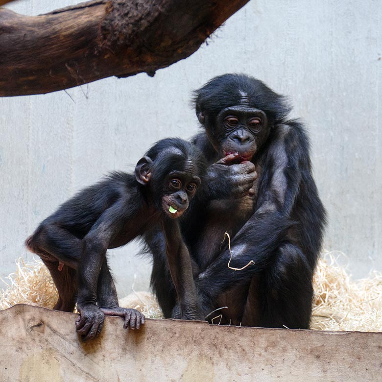 Bonobo-Jungtier LUKOMBO mit seinem Bonobo-Bruder MAKASI am 9. Mai 2022 im Menschenaffen-Haus im Grünen Zoo Wuppertal