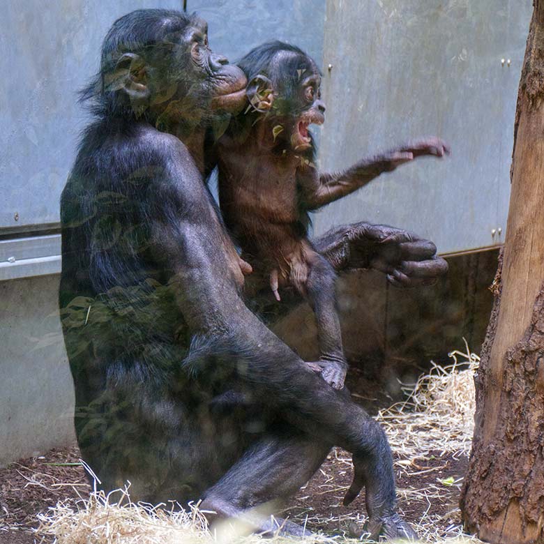 Bonobo-Weibchen HUENDA mit Jungtier LUKOMBO am 23. Mai 2022 im Menschenaffen-Haus im Zoologischen Garten der Stadt Wuppertal