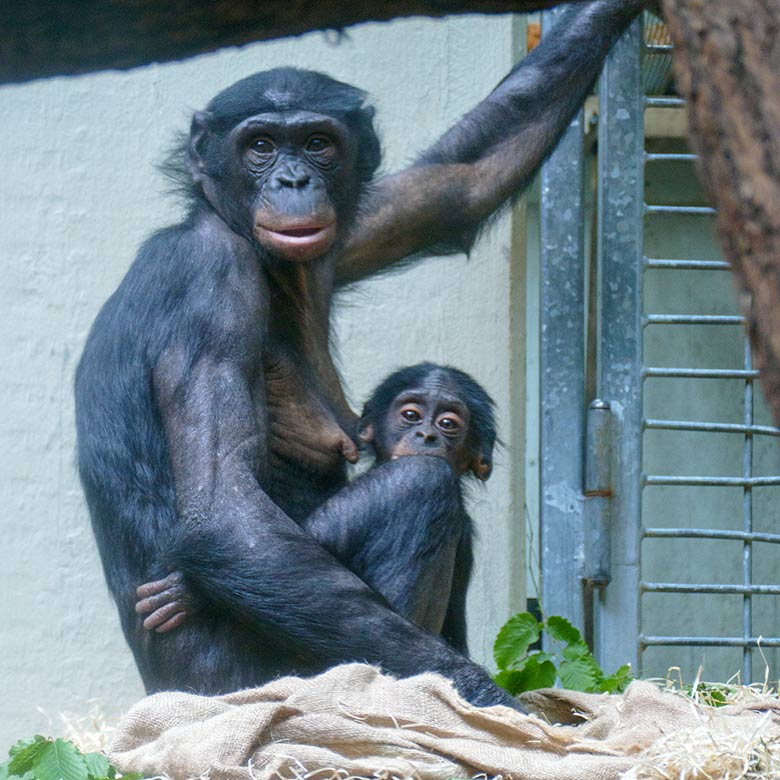 Bonobo-Weibchen HUENDA mit Jungtier LUKOMBO am 23. Mai 2022 im Menschenaffen-Haus im Wuppertaler Zoo