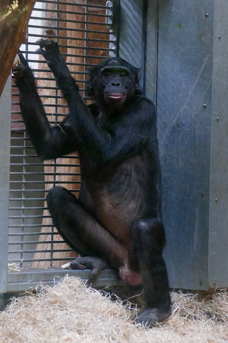 Bonobo-Weibchen MUHDEBLU am 23. Mai 2022 am Kennenlern-Gitter im Menschenaffen-Haus im Wuppertaler Zoo