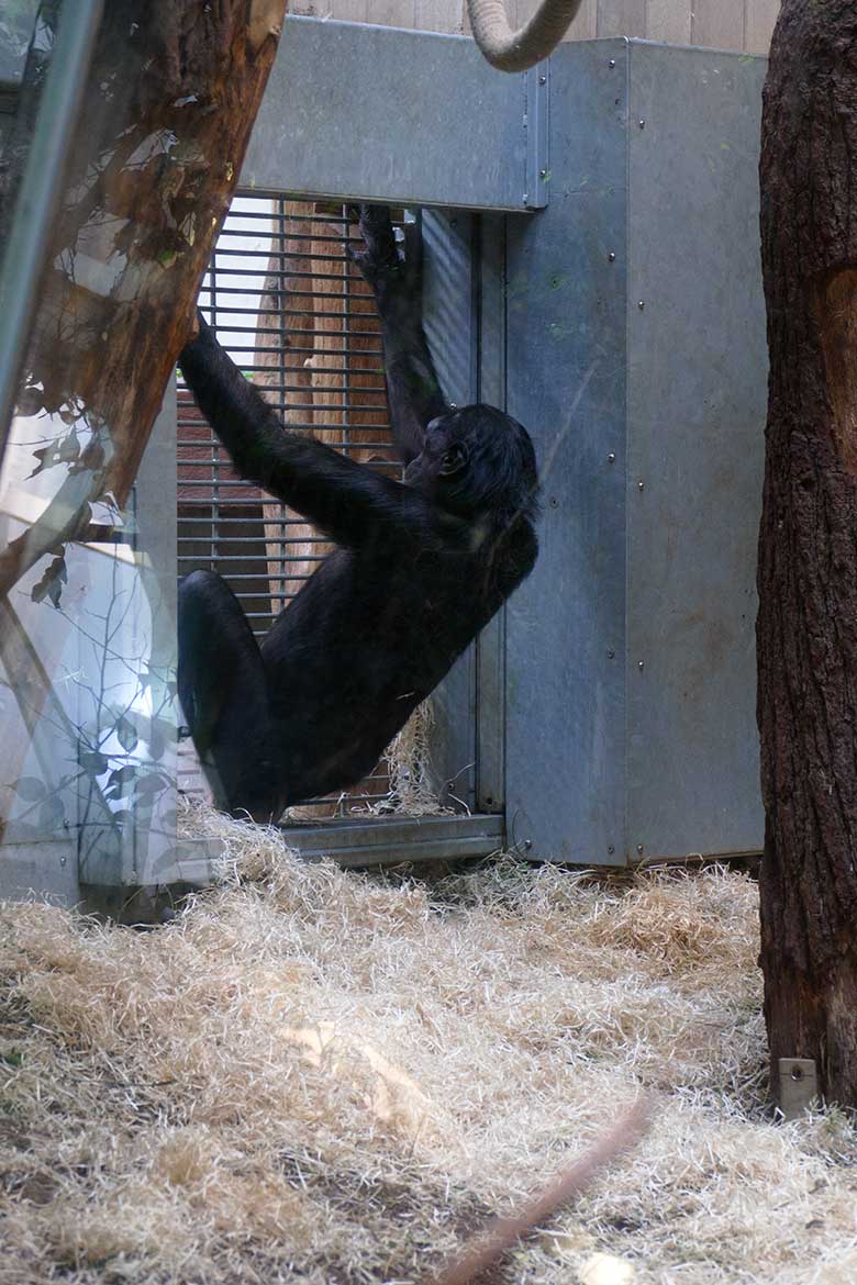 Bonobo-Weibchen MUHDEBLU am 23. Mai 2022 am Kennenlern-Gitter im Menschenaffen-Haus im Grünen Zoo Wuppertal
