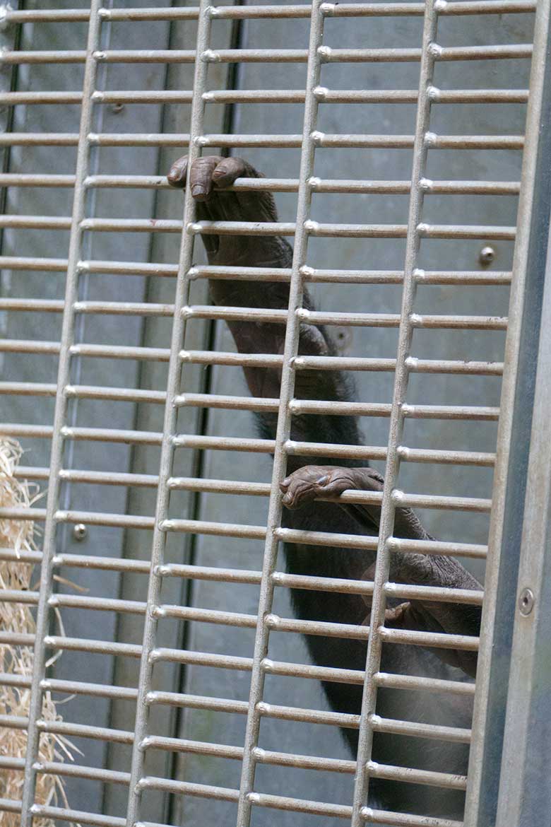Bonobo-Weibchen MUHDEBLU am 23. Mai 2022 am Kennenlern-Gitter im Menschenaffen-Haus im Wuppertaler Zoo