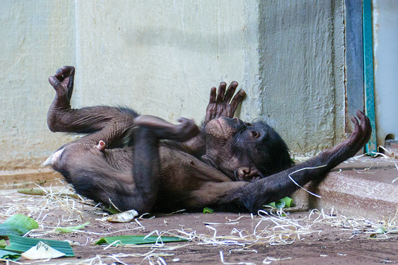 Männliches Bonobo-Jungtier LUKOMBO am 12. Juli 2022 im Menschenaffen-Haus im Wuppertaler Zoo