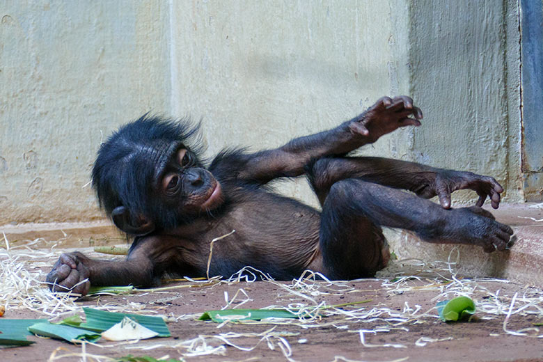 Männliches Bonobo-Jungtier LUKOMBO am 12. Juli 2022 im Menschenaffen-Haus im Zoologischen Garten der Stadt Wuppertal