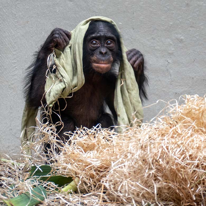 Männliches Bonobo-Jungtier LUKOMBO am 16. Juli 2022 im Menschenaffen-Haus im Zoologischen Garten Wuppertal