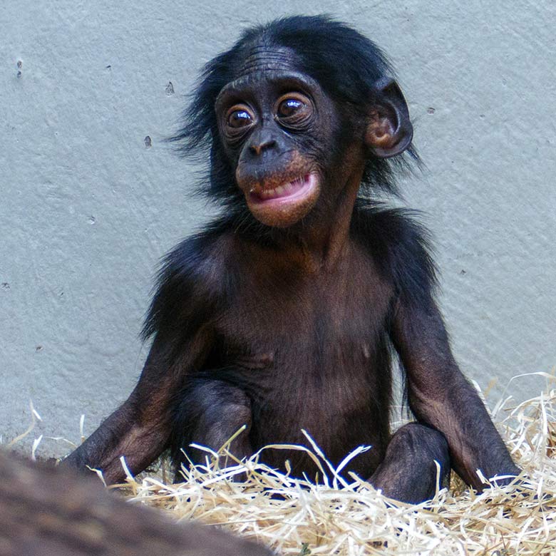 Männliches Bonobo-Jungtier LUKOMBO am 19. Juli 2022 im Menschenaffen-Haus im Wuppertaler Zoo