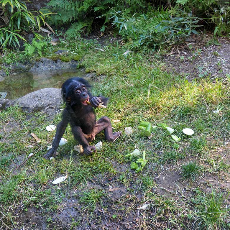 Männliches Bonobo-Jungtier LUKOMBO am 11. August 2022 auf der Außenanlage am Menschenaffen-Haus im Zoologischen Garten der Stadt Wuppertal