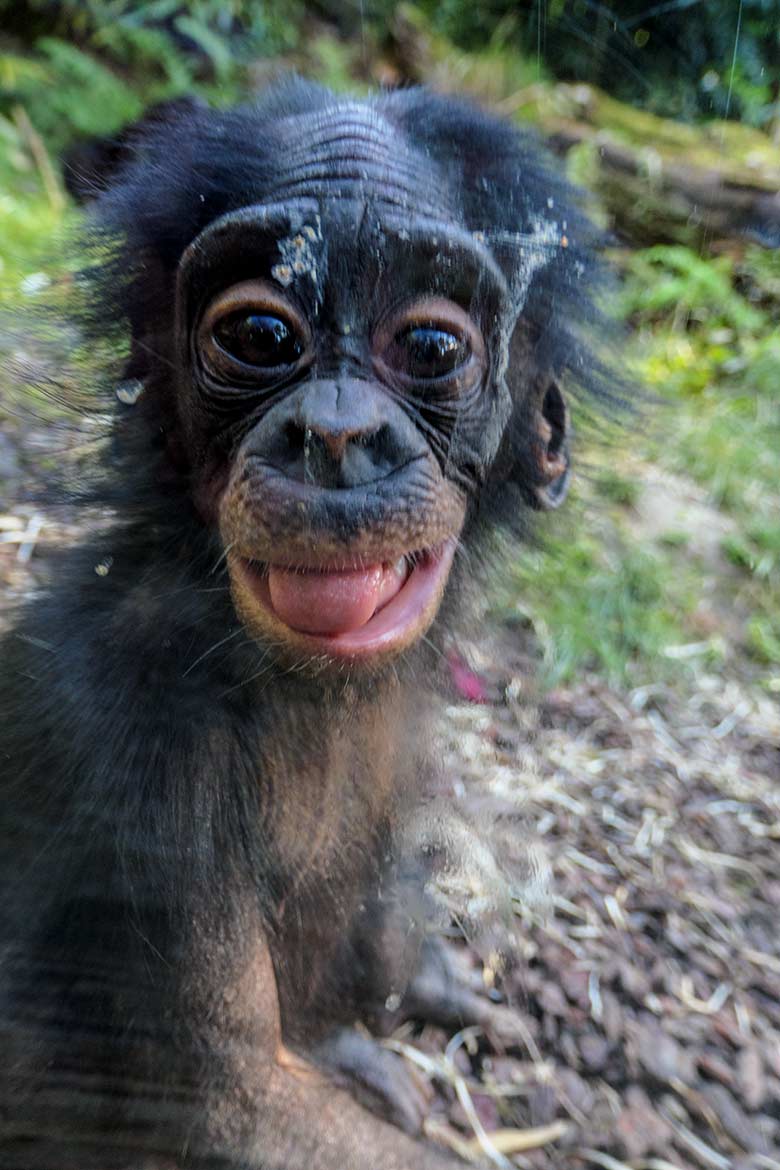 Männliches Bonobo-Jungtier LUKOMBO am 11. August 2022 auf der Außenanlage am Menschenaffen-Haus im Zoo Wuppertal