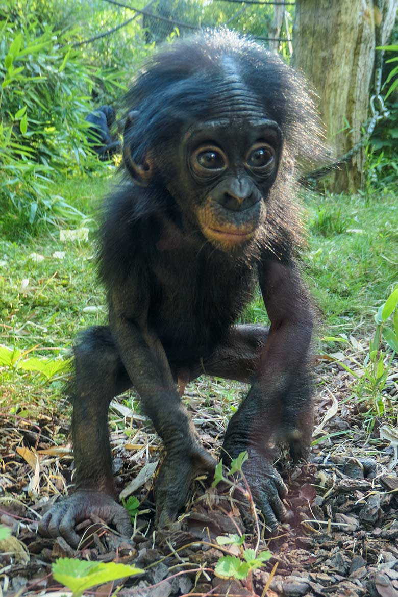 Männliches Bonobo-Jungtier LUKOMBO am 11. August 2022 auf der Außenanlage am Menschenaffen-Haus im Zoologischen Garten Wuppertal