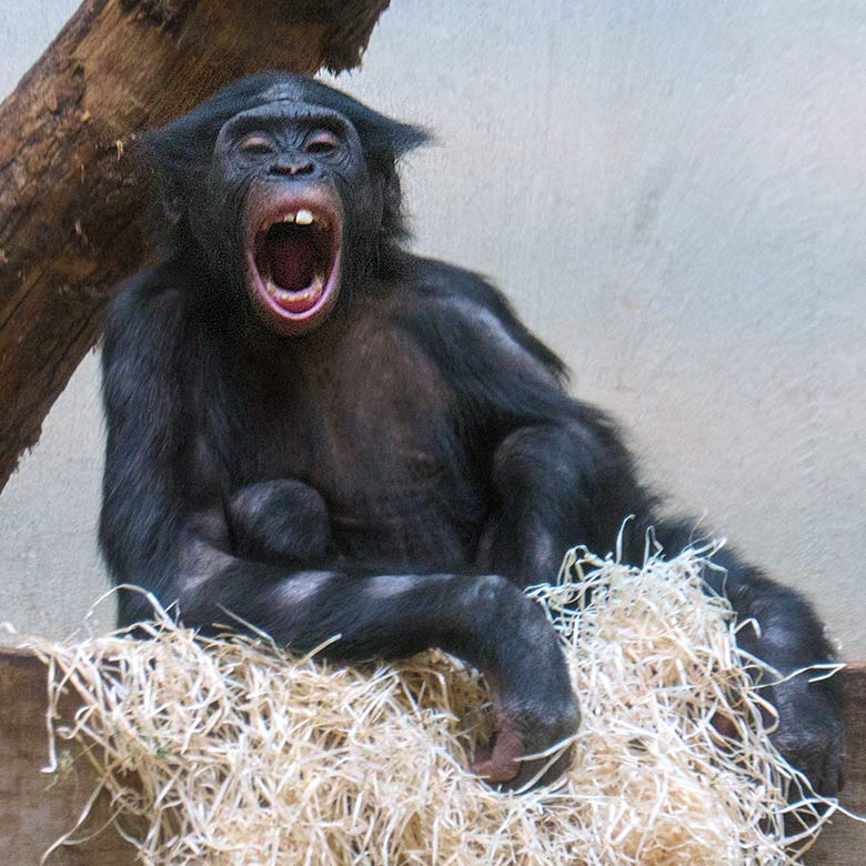 Männlicher Bonobo MAKASI am 28. September 2022 im Innengehege im Menschenaffen-Haus im Grünen Zoo Wuppertal