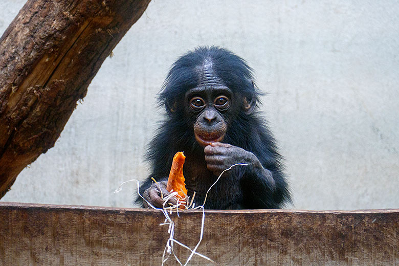 Männliches Bonobo-Jungtier LUKOMBO am 9. Oktober 2022 im Innengehege im Menschenaffen-Haus im Zoologischen Garten der Stadt Wuppertal