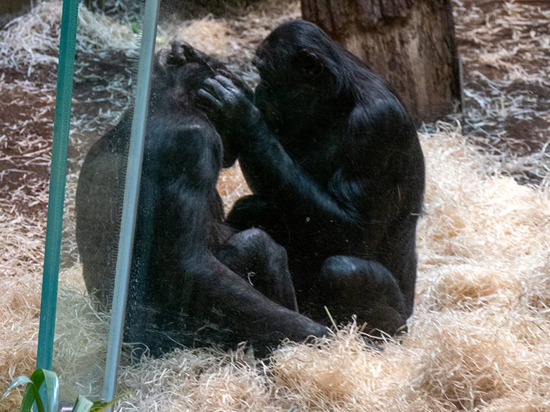 Männliche Bonobos MATO und BILI am 13. Oktober 2022 beim Grooming im Innengehege im Menschenaffen-Haus im Grünen Zoo Wuppertal