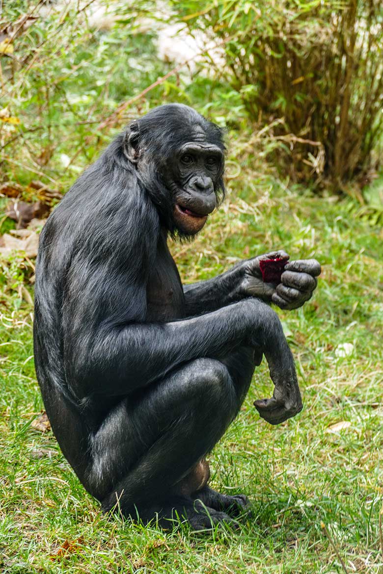 Männlicher Bonobo BILI am 17. Oktober 2022 auf der Außenanlage am Menschenaffen-Haus im Grünen Zoo Wuppertal