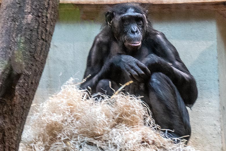 Weiblicher Bonobo MUHDEBLU am 30. Januar 2023 im Menschenaffen-Haus im Wuppertaler Zoo