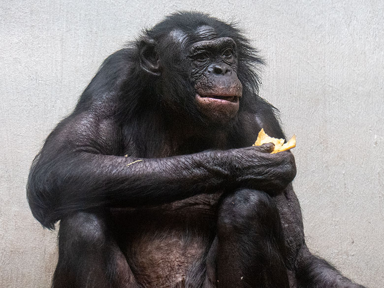 Männlicher Bonobo MATO am 29. März 2023 im Menschenaffen-Haus im Grünen Zoo Wuppertal