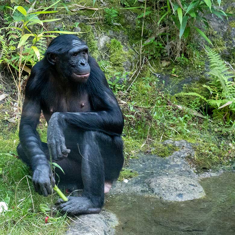 Weiblicher Bonobo am 8. September 2023 auf der Außenanlage am Menschenaffen-Haus im Grünen Zoo Wuppertal