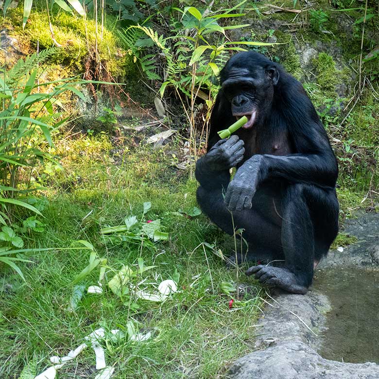 Weiblicher Bonobo am 8. September 2023 auf der Außenanlage am Menschenaffen-Haus im Zoologischen Garten der Stadt Wuppertal