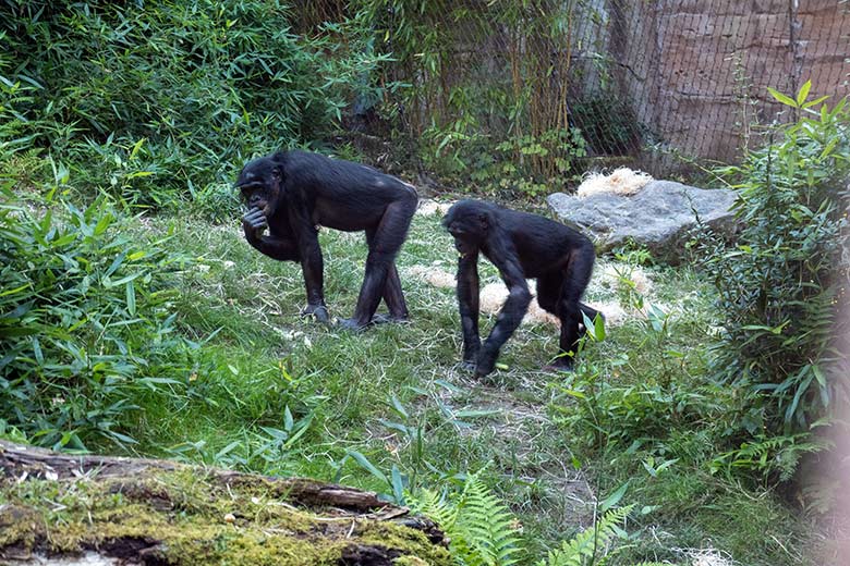 Weiblicher Bonobo HUENDA mit Bonobo-Sohn MAKASI am 8. September 2023 auf der Außenanlage am Menschenaffen-Haus im Zoo Wuppertal