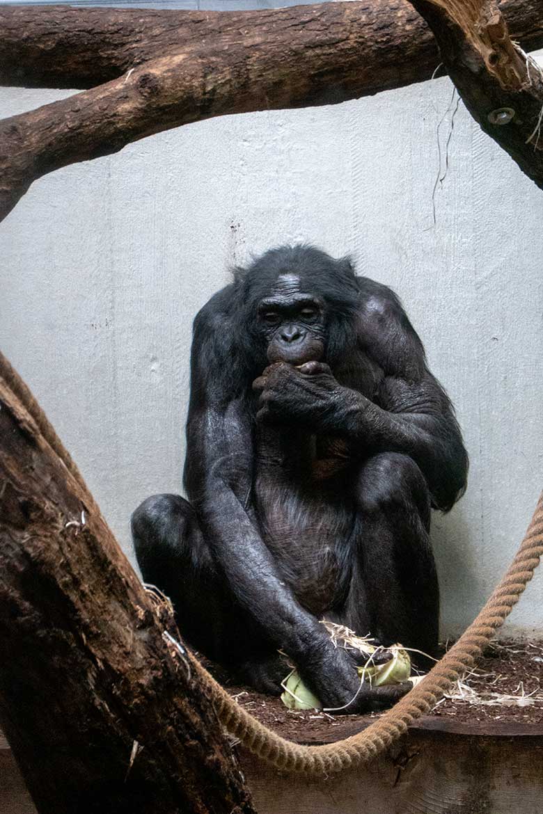 Männlicher Bonobo MATO am 4. August 2024 im Menschenaffen-Haus im Zoo Wuppertal