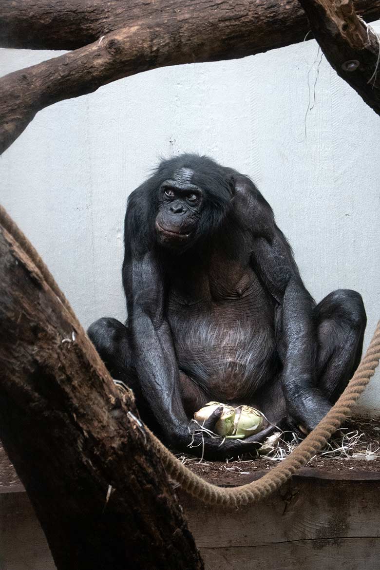 Männlicher Bonobo MATO am 4. August 2024 im Menschenaffen-Haus im Grünen Zoo Wuppertal