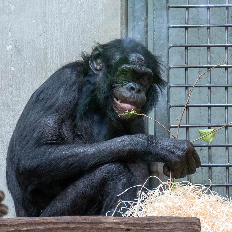 Männlicher Bonobo MATO am 6. Oktober 2024 im Menschenaffen-Haus im Wuppertaler Zoo