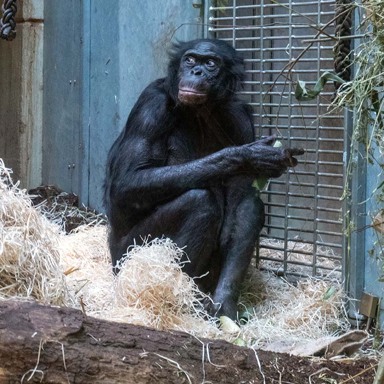 Männlicher Bonobo MATO am 3. Dezember 2024 im Menschenaffen-Haus im Zoo Wuppertal