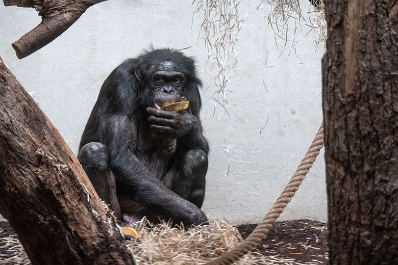 Männlicher Bonobo MATO am 2. Februar 2025 im Menschenaffen-Haus im Grünen Zoo Wuppertal