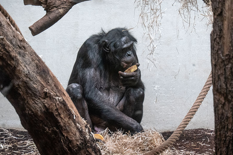 Männlicher Bonobo MATO am 2. Februar 2025 im Menschenaffen-Haus im Zoologischen Garten der Stadt Wuppertal