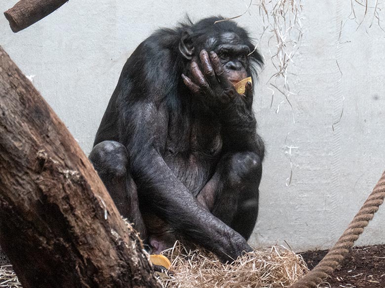 Männlicher Bonobo MATO am 2. Februar 2025 im Menschenaffen-Haus im Wuppertaler Zoo