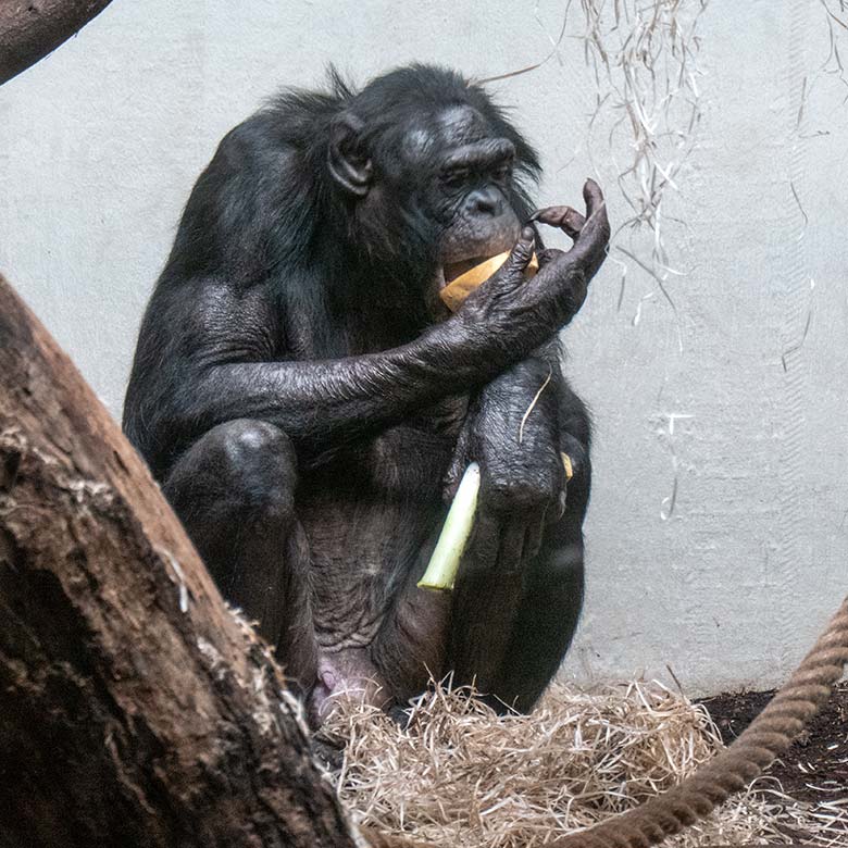 Männlicher Bonobo MATO am 2. Februar 2025 im Menschenaffen-Haus im Zoo Wuppertal