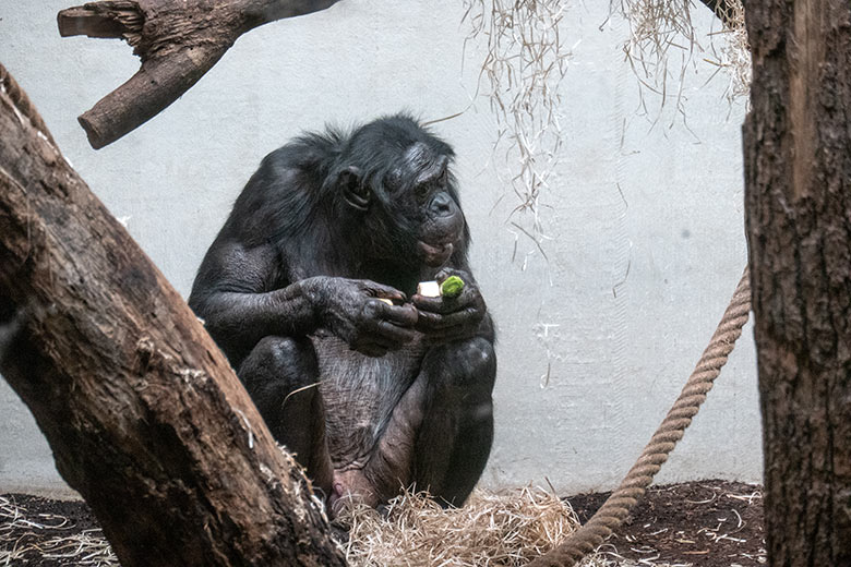 Männlicher Bonobo MATO am 2. Februar 2025 im Menschenaffen-Haus im Grünen Zoo Wuppertal