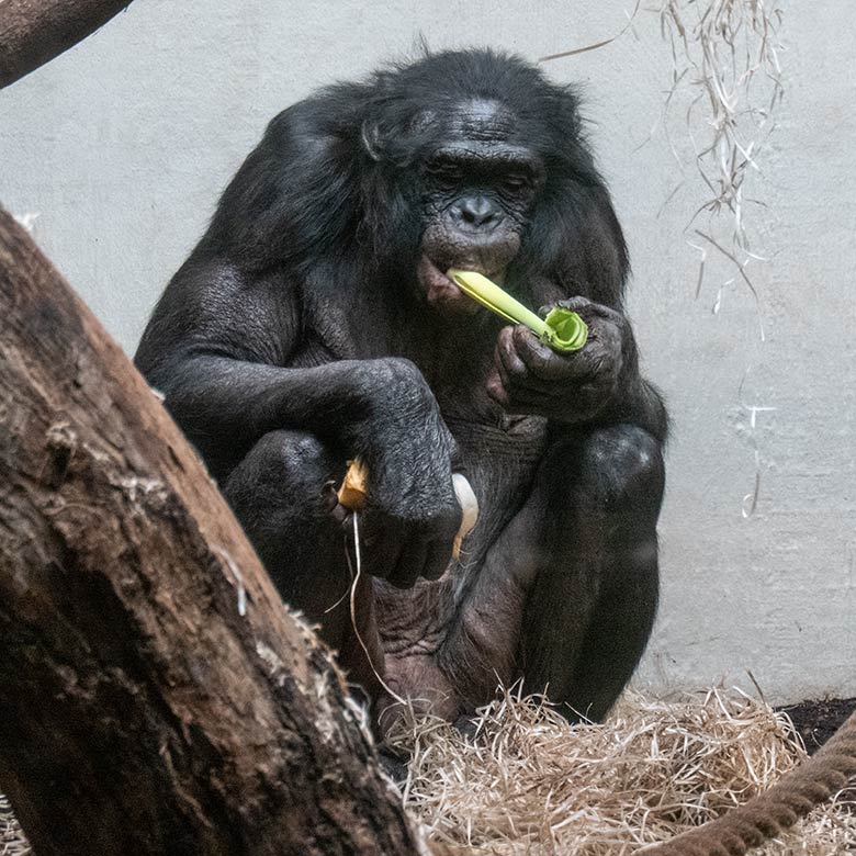 Männlicher Bonobo MATO am 2. Februar 2025 im Menschenaffen-Haus im Zoologischen Garten Wuppertal