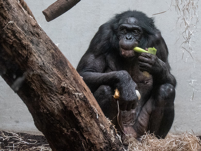 Männlicher Bonobo MATO am 2. Februar 2025 im Menschenaffen-Haus im Wuppertaler Zoo