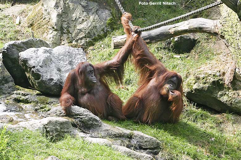Weibliche Orang-Utans am 28. Juli 2006 auf der Außenanlage im Wuppertaler Zoo (Foto Gerrit Nitsch)
