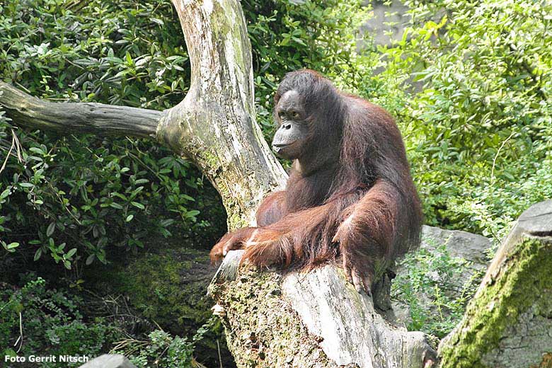 Weiblicher Orang-Utan am 28. Juli 2006 auf der Außenanlage im Zoo Wuppertal (Foto Gerrit Nitsch)