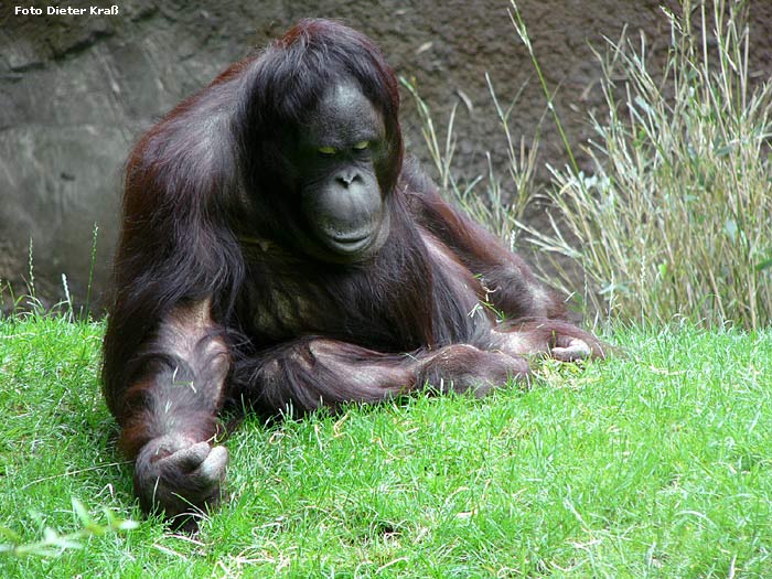 www.zoo-wuppertal.net - Orang-Utan