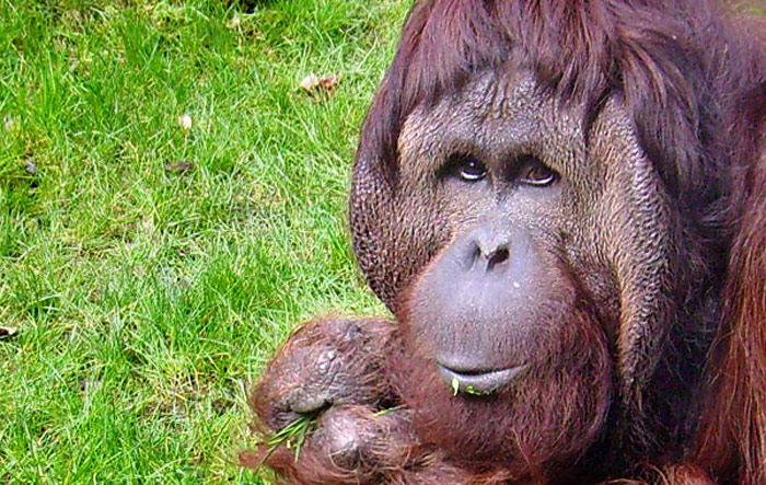 Orang-Utan im Zoologischen Garten Wuppertal im April 2008