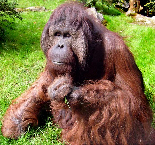 Orang-Utan im Zoologischen Garten Wuppertal im April 2008