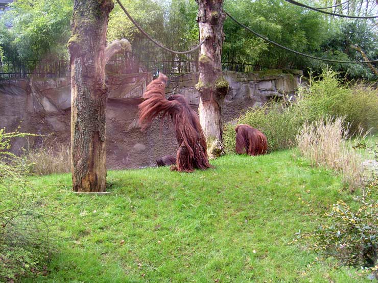 Orang-Utan im Wuppertaler Zoo im April 2008