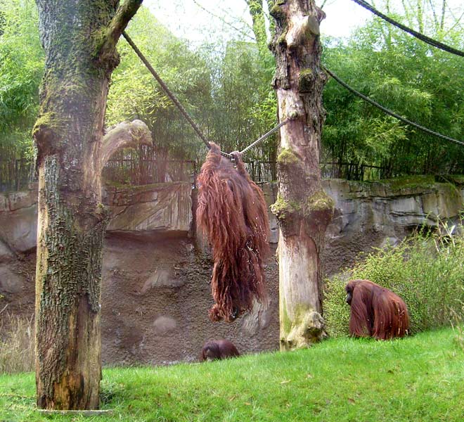 Orang-Utan im Zoo Wuppertal im April 2008