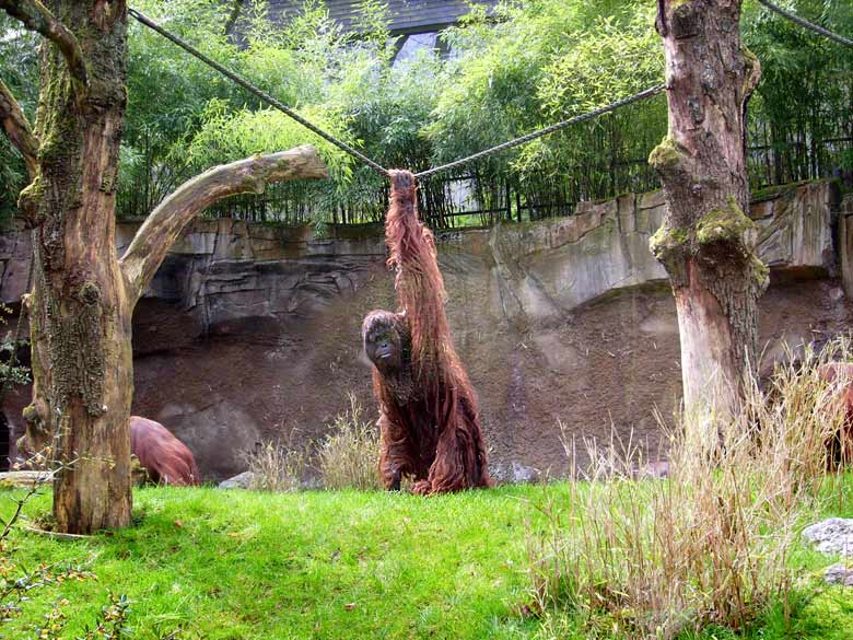 Orang-Utan im Wuppertaler Zoo im April 2008