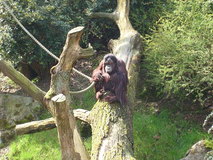 Orang-Utan im Zoologischen Garten Wuppertal im April 2008