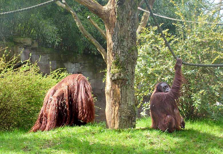 Orang-Utan im Zoologischen Garten Wuppertal im April 2008