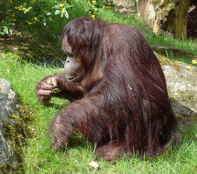 Orang-Utan im Zoologischen Garten Wuppertal im April 2008