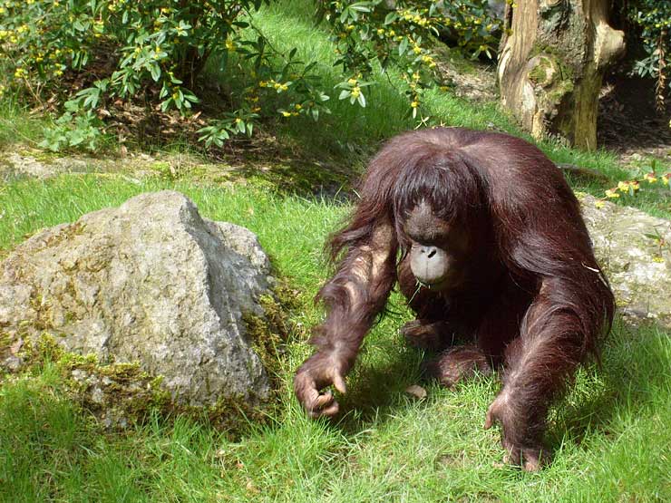 Orang-Utan im Wuppertaler Zoo im April 2008