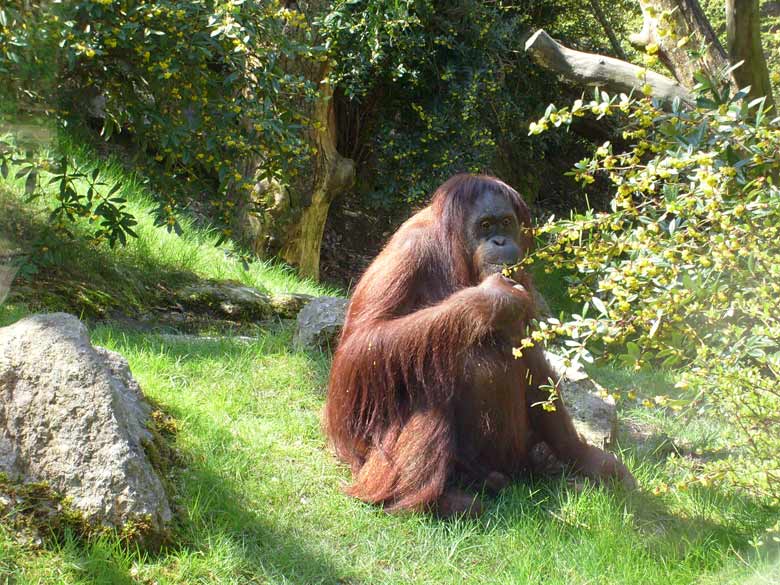 Orang-Utan im Zoologischen Garten Wuppertal im April 2008